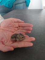Dwerghamsters te koop., Dieren en Toebehoren, Knaagdieren