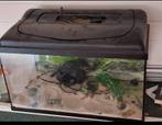 Aquarium 60L met deksel en filter – Goede staat – €60, Ophalen, Gebruikt, Sierelement