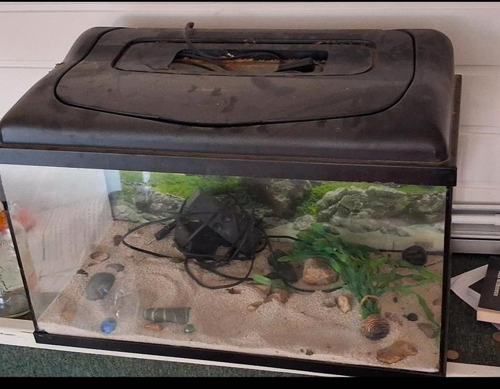 Aquarium 60L met deksel en filter – Goede staat – €60, Dieren en Toebehoren, Vissen | Aquaria en Toebehoren, Gebruikt, Sierelement
