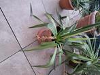 Yucca / palmlelie voor buiten, Ophalen, Vaste plant, Overige soorten