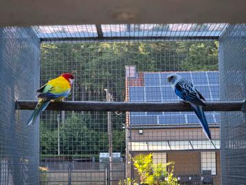 Koppel rosella mutatie  beschikbaar voor biedingen