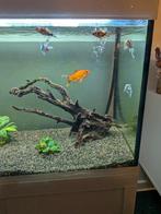 Goudvissen, Dieren en Toebehoren, Ophalen of Verzenden, Zo goed als nieuw