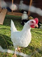 Witte leghorn haan raszuiver, Dieren en Toebehoren, Pluimvee