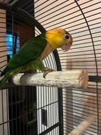 Caique heel mooi koppeltje groendij, Meerdere dieren, Papegaai, Geringd