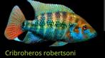 Schitterende blauwe cichliden kweekgroep, Vis, Zoetwatervis