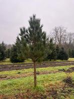 Pinus nigra nigra hoogstam, Tuin en Terras, Ophalen