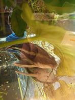 Gratis meerval 15 cm, Dieren en Toebehoren, Vis