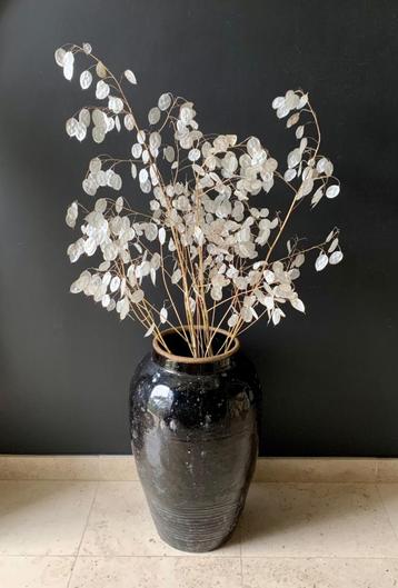 droogbloemen wit judaspenning takken groot en klein beschikbaar voor biedingen