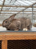 Konijn, Vrouwelijk, Groot, 0 tot 2 jaar