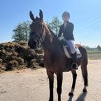 Jong springpaard te koop, Animaux & Accessoires, Chevaux, Hongre, Cheval de saut, 7 à 10 ans