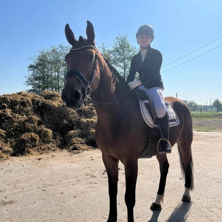 Jong springpaard te koop, Dieren en Toebehoren, Paarden, Ruin, 7 tot 10 jaar, Springpaard