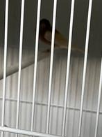 Botvink Isabel dd pastel jutskewie