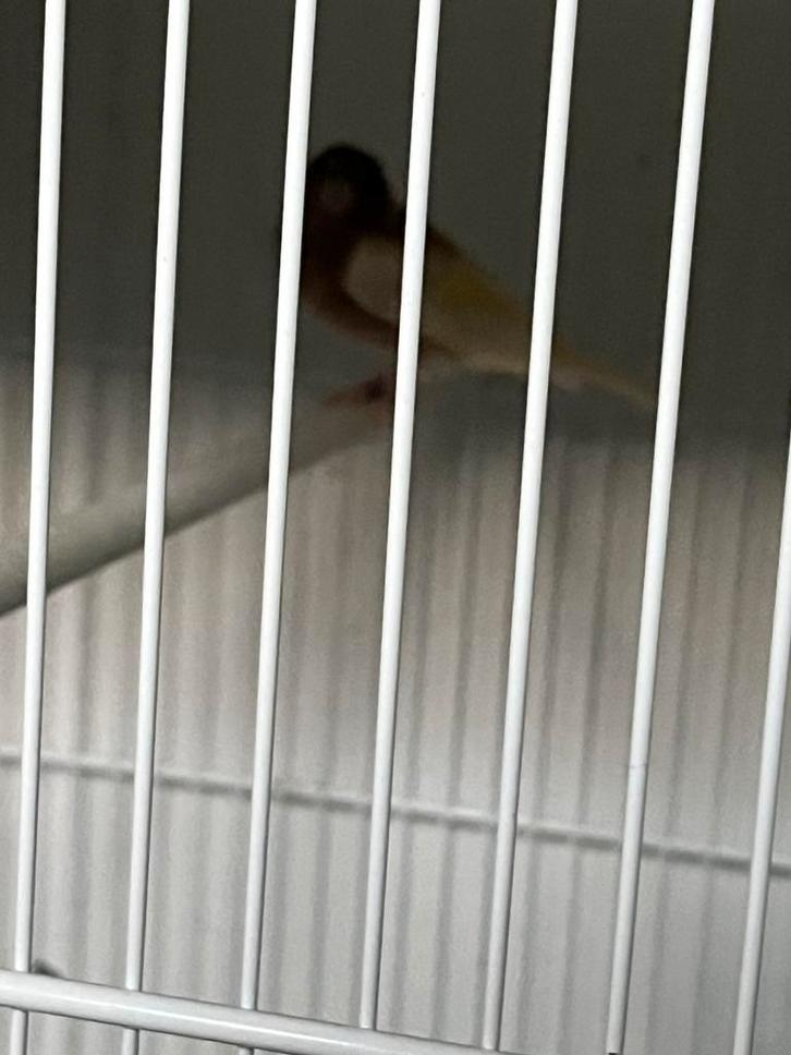 Botvink Isabel dd pastel jutskewie, Dieren en Toebehoren, Vogels | Overige Vogels