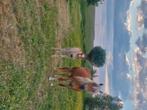 Haflinger merrie veulen, Dieren en Toebehoren, Paarden, Merrie, Minder dan 160 cm, Gechipt, Niet van toepassing