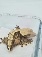 RTB bewezen Tricolor wimpergekko vrouw, Dieren en Toebehoren, Reptielen en Amfibieën, Hagedis, Tam, 3 tot 6 jaar