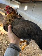 Leghorn goudpatrijs kippen, Dieren en Toebehoren, Vrouwelijk, Kip