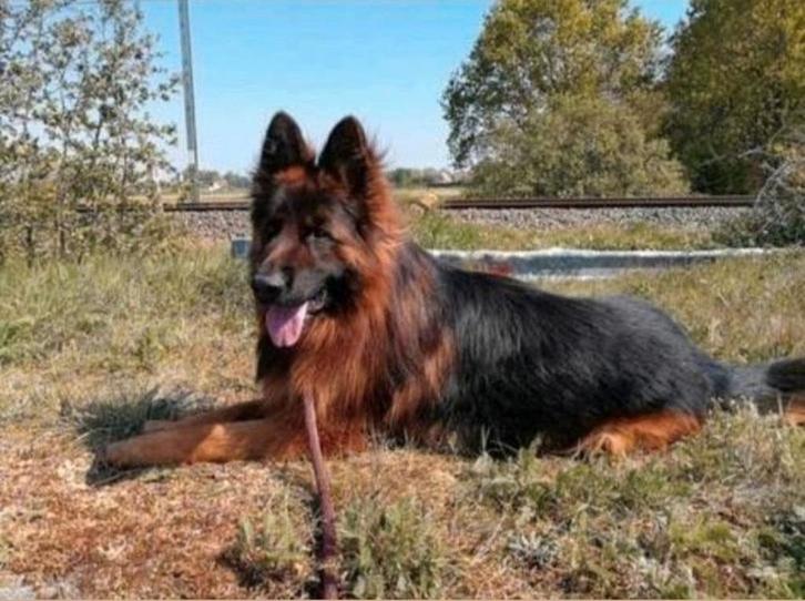 Duitse herder pups langstokhaar, Dieren en Toebehoren, Honden | Herdershonden en Veedrijvers, Meerdere dieren, Herder, Fokker | Hobbymatig
