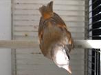 Tarins rouges mutations 2025, Dieren en Toebehoren, Ophalen