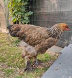 Koppel Brahma meerzomig patrijs uit tentoonstellingsfok, Dieren en Toebehoren