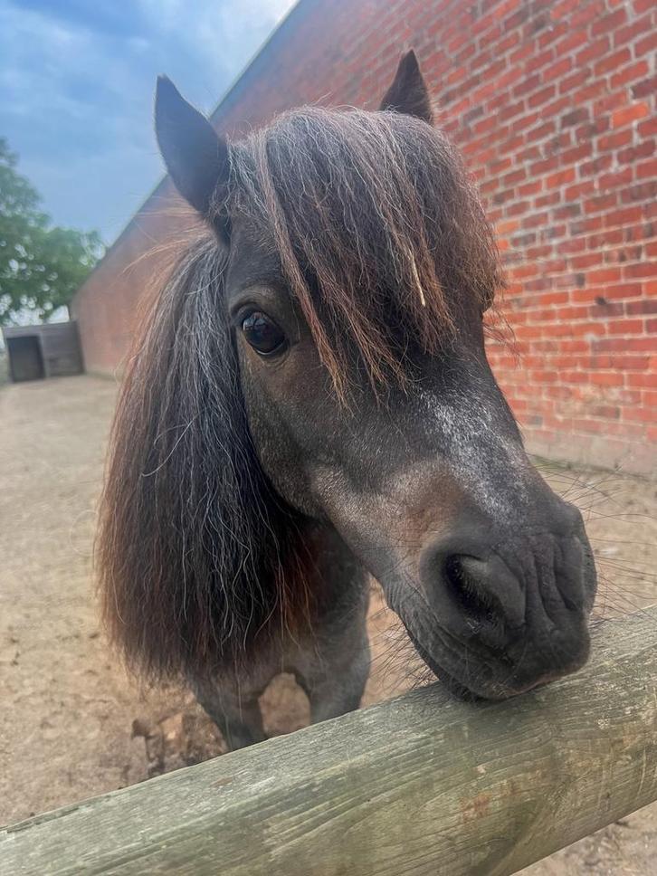 Shetlanders te koop, Dieren en Toebehoren, Pony's, Ruin