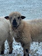 Schapen Hampshire down, Mannelijk, Schaap, 0 tot 2 jaar