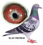 Postduif "WELLNESS" Louis Stabel & Zn., Dieren en Toebehoren, Vogels | Duiven, Mannelijk, Postduif