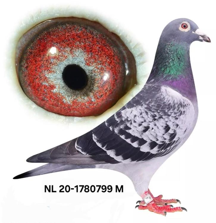 Postduif "WELLNESS" Louis Stabel & Zn., Dieren en Toebehoren, Vogels | Duiven, Postduif, Mannelijk