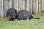 Chiots teckel nains à poil dur avec pedigree, parents testés, Poils durs, Plusieurs, Nain, Hépatite contagieuse (maladie de Rubarth)
