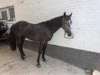 2 jarige D connemara ruin, Dieren en Toebehoren, Pony's, Ruin, Springpony, 0 tot 2 jaar, Onbeleerd
