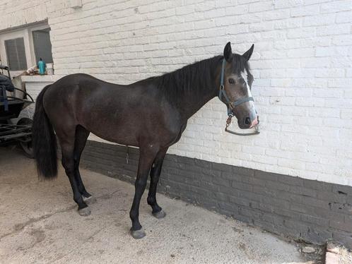 2 jarige D connemara ruin, Dieren en Toebehoren, Pony's, Ruin, Onbeleerd, D pony (1.37m tot 1.48m), Springpony, 0 tot 2 jaar, Met stamboom