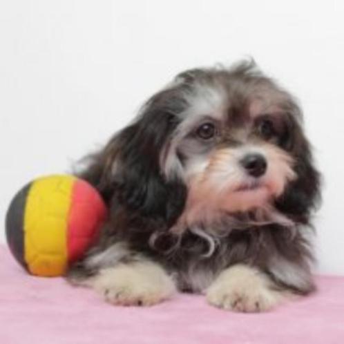 Havanezer (teef, Belgisch) pup te koop, Dieren en Toebehoren, Honden | Chihuahua's en Gezelschapshonden, Teef, Overige rassen