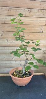 Bonsai. Linde. Tilia., Tuin en Terras, Planten | Bomen, Ophalen