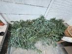 Eucalyptus takken, Ophalen