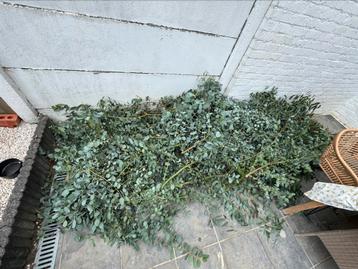 Eucalyptus takken beschikbaar voor biedingen