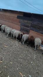 Mooie schapen jong meisje 6 tot 8 maanden, Dieren en Toebehoren, 0 tot 2 jaar