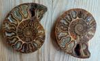 Koppeltje ammonieten uit Madagascar, Ophalen of Verzenden, Fossiel