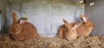 Vaal van Bourgondië, Dieren en Toebehoren, Konijnen, Meerdere dieren, Middelgroot, 0 tot 2 jaar