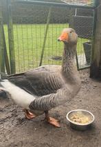 Gans, Dieren en Toebehoren, Pluimvee, Geslacht onbekend, Gans of Zwaan