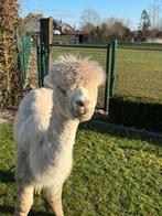 Witte merrie te koop, Dieren en Toebehoren, Overige Dieren, Juni, Vrouwelijk