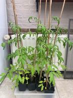 Tomatenplanten: kers & vleestomaten geel & rood bio 70-90cm, Annuelle, Plein soleil, Enlèvement, Plantes potagères