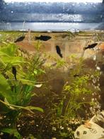 Nakweek baby guppy black molly en ancistrus, Dieren en Toebehoren, Vissen | Aquariumvissen