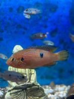 Jewel chichlide (hemichromis bimaculatus), Vis, Zoetwatervis