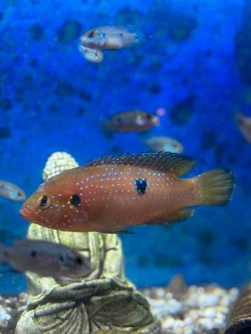 Jewel chichlide (hemichromis bimaculatus) beschikbaar voor biedingen