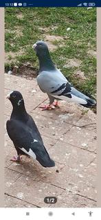 Adana Wamduiven, Dieren en Toebehoren, Vogels | Duiven