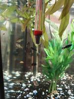 Nakweek black molly, guppy en ancistrus, Dieren en Toebehoren, Vissen | Aquariumvissen