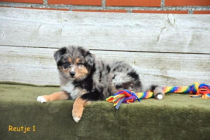 Kruising Herder pupjes, Dieren en Toebehoren, Honden | Niet-rashonden, Groot, Meerdere dieren, Fokker | Professioneel, Meerdere