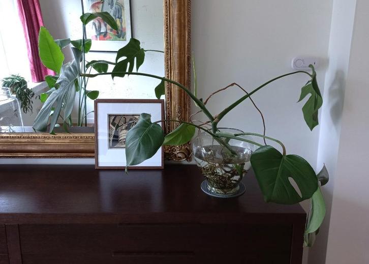 Monstera Deliciosa - gatenplant - hydrocultuur (2), Huis en Inrichting, Kamerplanten, Overige soorten, Minder dan 100 cm, Groene kamerplant