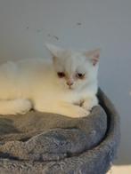 Britse korthaar odd eyes herplaatser, Kater, Gechipt, 0 tot 2 jaar