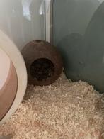 Kokosnoot huisje, Dieren en Toebehoren, Ophalen, Zo goed als nieuw