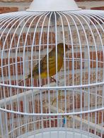 ZEER goed fluitende KLEURKANARIES van 2025 geringd, Meerdere dieren, Zangkanarie